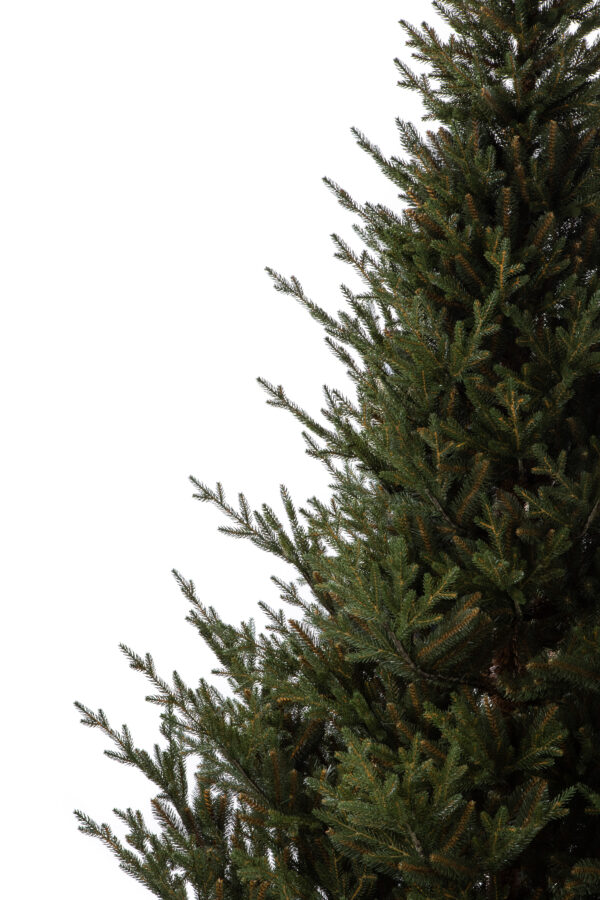 Norwegian Spruce PE Artificial Christmas Tree Ireland