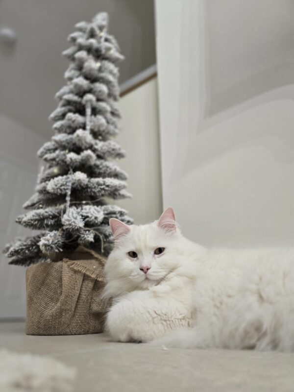 Tatra Snowy Spruce Slim PVC Artificial Christmas Tree - Image 7