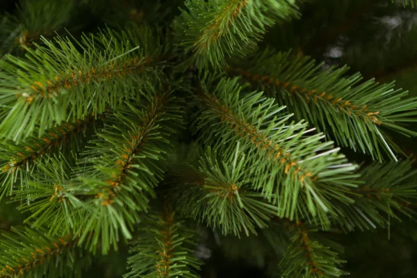 Caucasian Spruce PVC - Image 3