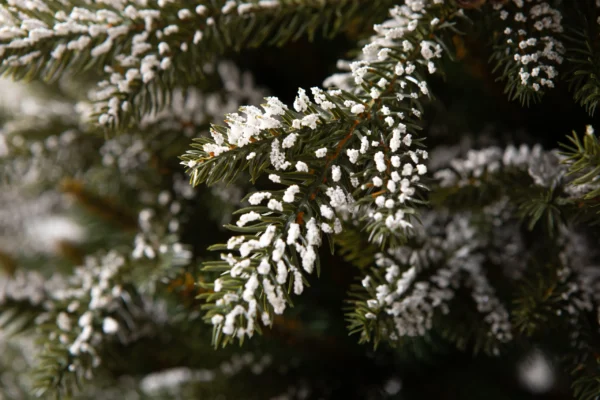 Canadian Frosty Spruce PE - Image 4