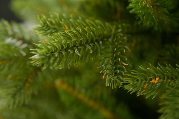 Natural Spruce PE Trunk - Image 4