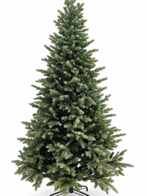 Nevada Blue-Tip Spruce