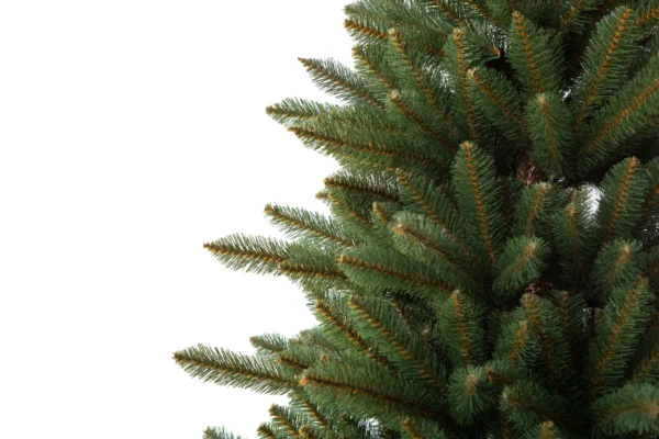 Norway Spruce PVC - Image 4